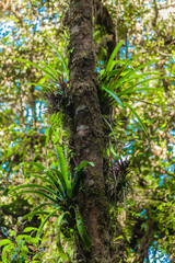 Costa Rica has a lot of national parks and amazing jungles. Everything breaths Pura Vida (a pure life) 