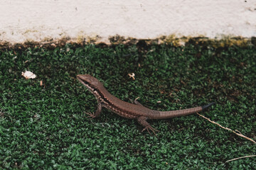 Cute little lizard sitting on green grass golf course. Wildlife in natural environment. Exotic reptile in outdoor field ground or meadow. Beautiful skin texture with detail and black tail, side view.
