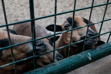 Hungry goats in a cage, desperate for food in jail. Caged captive animals held prisoners in a zoo or on a farm. Group of young brown domestic goat species in barn behind a fence. Milk breeding goats
