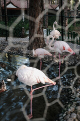 Wild pink and white flamingo in the zoo kept prisoners in a metal wire cage. Wild animals in captivity. Unethical behavior with captive wildlife. One-legged birds standing near a pond or lake outdoor.
