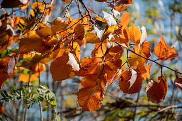 Yellow leaves illuminated by sunbeams on a background of water. Fall.