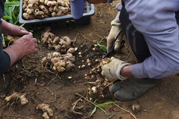 Agricultural work / Harvesting of Ginger