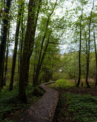 path in the forest