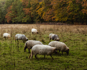 Eine Herde Schafe auf einem freien Waldstück im Herbst