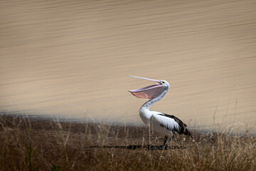 Pelican on Creek bank