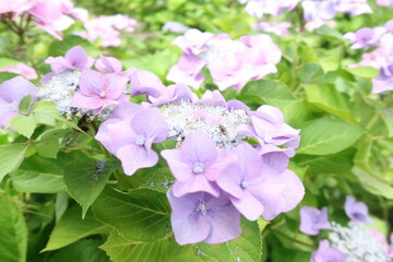 Obraz premium flowers