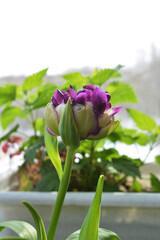 Bud of purple tulip flower. Spring on the balcony.