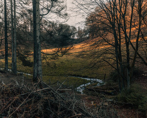 sunset in the forest