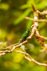Costa Rica, home of the only backwards flying bird. This little artist loves sweets and is called the hummingbird  