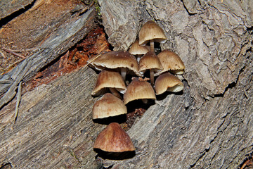 piccoli funghi su un ceppo