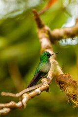 Costa Rica, home of the only backwards flying bird. This little artist loves sweets and is called the hummingbird  