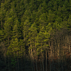 Obraz premium trees arial