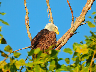 Bald Eagle Bird of Prey Majestically Perched in a Tree on a Bare Branch with Gorgeous Blue Sky in Background and Green Leaves in Foreground on a Summer Day with Sun Shining on Wing Feathers Closeup