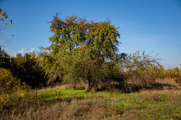 Fototapeta premium A freestanding tree in autumn on a sunny day in a park area.