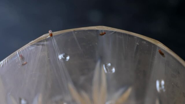 Little fruit flies trapped inside of glass covered with plastic with small holes in it.