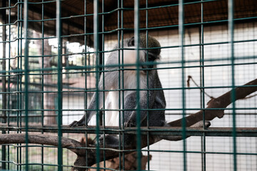 Sad monkey held captive in a cage in a zoological garden. Looking at tourists and visitors with sad eyes. Keeping wild animals in captivity for fun and entertainment in tourism industry. Outdoor zoo.