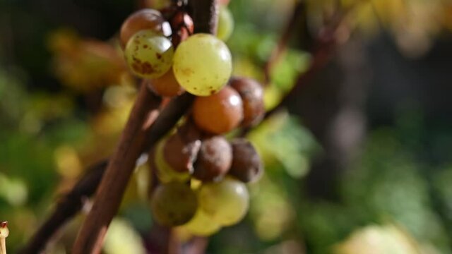 Rotten grape of Muscat