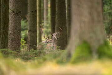 Fallow deer observe territory during the rut. Deer standing in the wood. European nature. Wildlife...