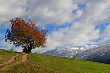 colori d'autunno; ciliegi selvatici e neve sul Lagorai; Val di Fiemme, Trentino