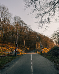 road in autumn forest
