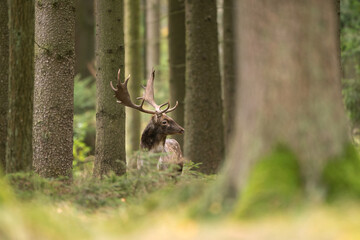 Fallow deer observe territory during the rut. Deer standing in the wood. European nature. Wildlife animals in the autumn season. 