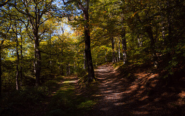 Obraz premium forest in autumn