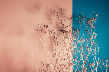 Home interior floral decor from natural dry flowers or twigs. Strong shadows on pink and blue...