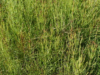 marsh horsetail close-up, green thickets