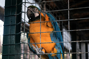 Colorful true parrot in a cage at zoological garden. Keeping wild birds and animals prisoners in zoo for tourist entertainment. Unethical birdwatching of caged tropical animal behind metal wire fence.