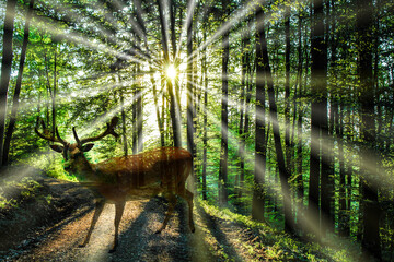 Hirsch im Wald