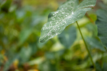 rain drops on leaf