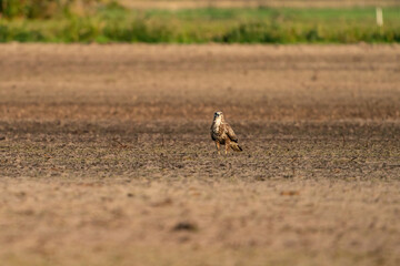 Buzzard bird of prey sits in a pasture in brown sand, buteo buteo. In side view