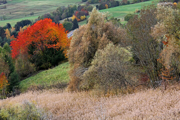Fototapeta premium colori d'autunno in Val di Fiemme, Trentino