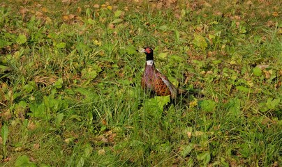 Pheasant