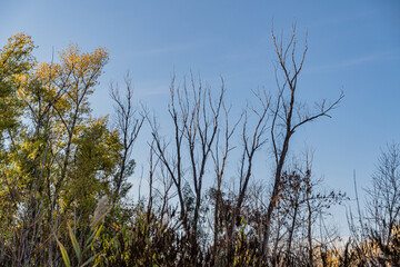 Dry trees (dead wood) in the forest against the blue sky.