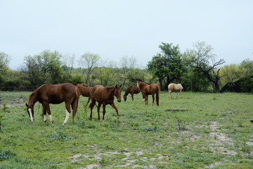 Naklejka na ściany i meble Herd of young horses on rainy overcast spring day.