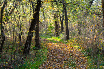 Autumn alley in the park on a sunny day.