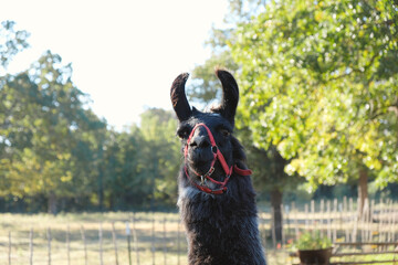 Llama portrait in halter close up.