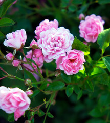 Fototapeta na wymiar bush wild delicate pink roses. plant background