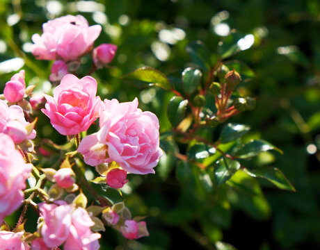 bush wild delicate pink roses. plant background