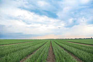 Fototapeta na wymiar Rows of green onion in agricultural field