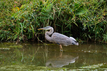 Great Blue Heron fishing in reeds at Lake Acworth Georgia.