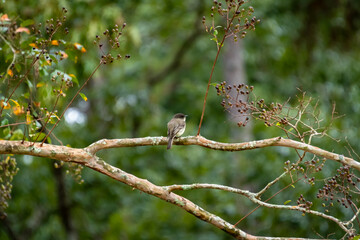 Eastern Phoebe sitting on branch in park at Lake Acworth Georgia.