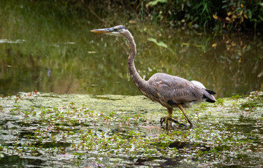 Great Blue Heron fishing in reeds at Lake Acworth Georgia.