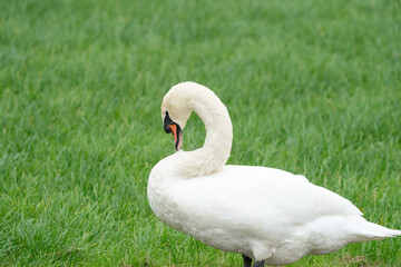 Mute white swan, close up of half body, with grass in the background