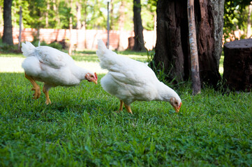 two ducks