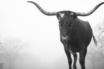Texas longhorn cow portrait in foggy weather close up with large horns in black and white.