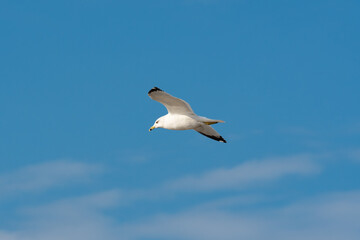 Ring-billed Gull flying above reservoir at Hiwassee Wildlife Sanctuary in Birchwood Tennessee.