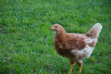 chicken on the grass