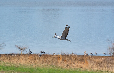 Sandhill Cranes flying above reservoir at Hiwassee Sandhill Crane Wildlife Sanctuary in Birchwood...